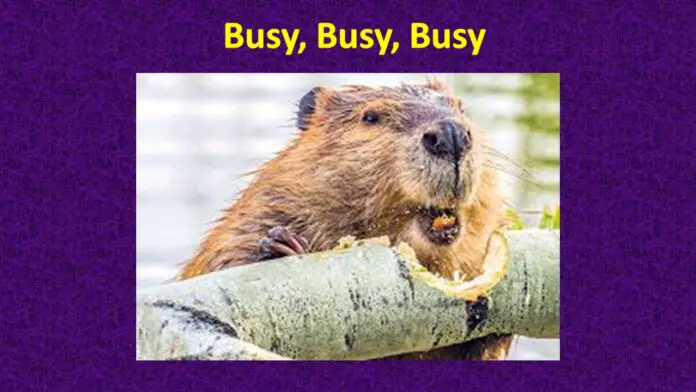 Busy, Busy, Busy as a Beaver