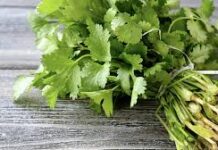 Cilantro