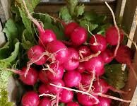 Radishes